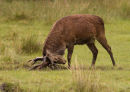 RED DEER STAG 019